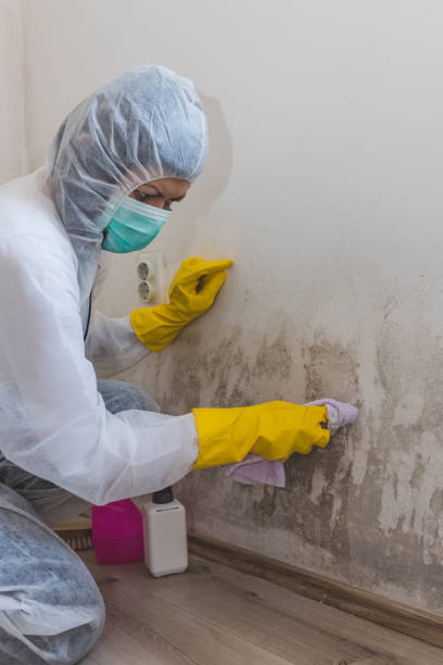 Best Emergency Mold Remediation  in Osage Beach, MO