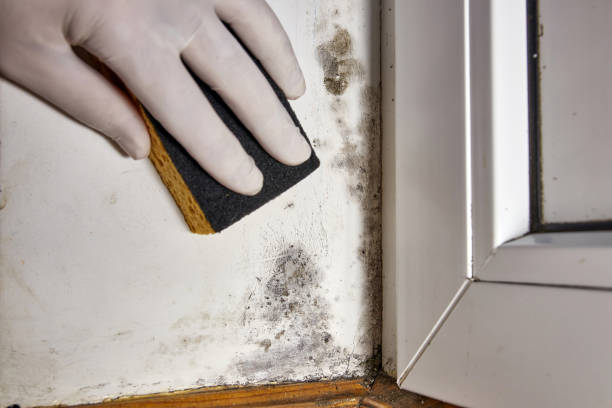 Best Real Estate Mold Inspection  in Osage Beach, MO